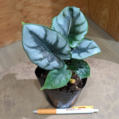 アロカシア リヴァーサ ３.５号