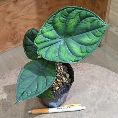 アロカシア ドラゴンスケール ３.５号