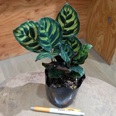 カラテア マコヤナ ３.５号