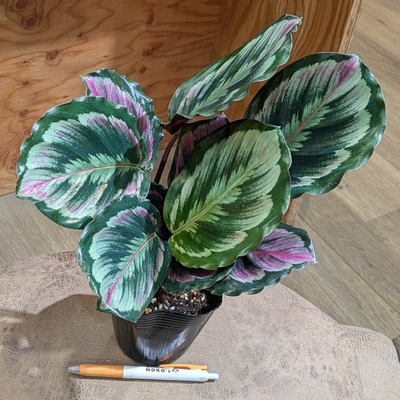 カラテア メダリオンV２ ３.５号