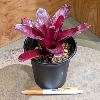 ネオレゲリア リオオブリオ ３.５号