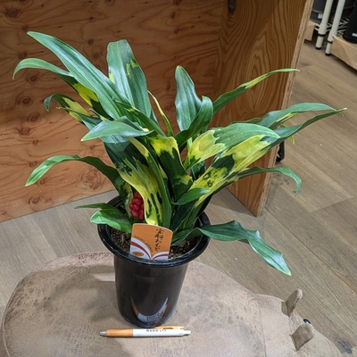 オモト 宗石 ５.５号