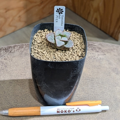 ハオルチア アリエス２.５号 ◎現品販売◎