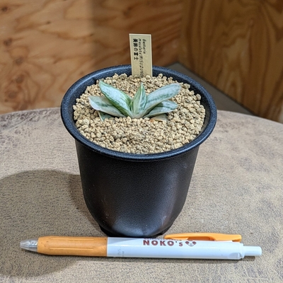 ガステリア 美鈴の富士 ３号