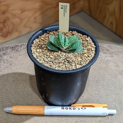 ガステリア 子宝 ３号 