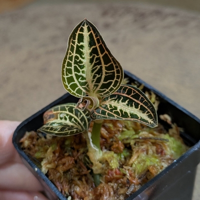 Anoectochilus albolineatus variegata ２号