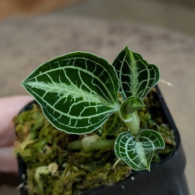 Anoectochilus siamensis ２号