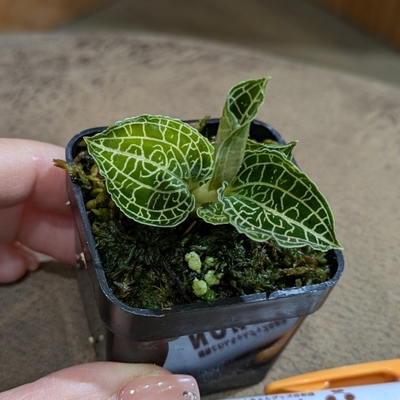 Anoectochilus emerald gold ２号