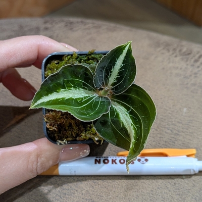 Anoectochilus lylei ２号 ◎現品販売◎