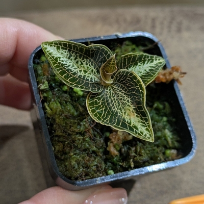 Anoectochilus lobbianus,Vietnam ２号