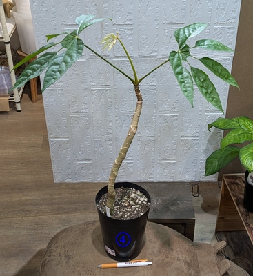 トレベシア パルマータ ５号 ④ ◎現品販売◎