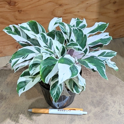 カラテア ホワイトフュージョン ３.５号