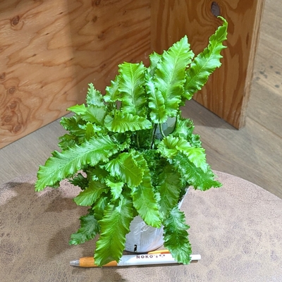 アスプレニウム アンガスティフォリウム ３.５号