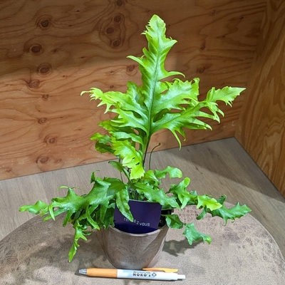 ハワイアンサンシャイン ３.５号 