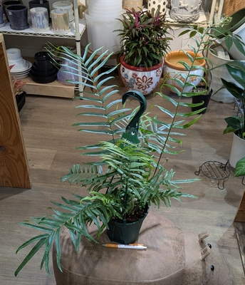 【別名：モエジマシダ】プテリス ビッタータ ５号 武農園さん産