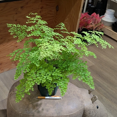 アジアンタム ミクロフィラム ５号 武農園さん産