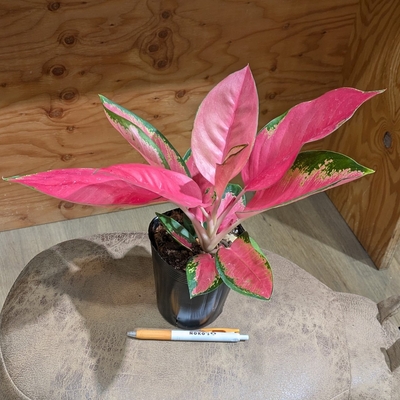 アグラオネマ チャイナレッド ３.５号 