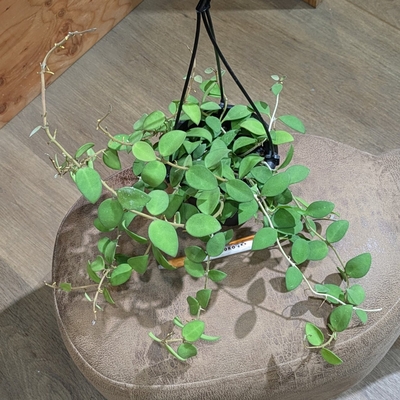 ホヤヌンムラリオイデス ４号 グリーンベルさん産