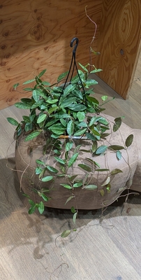 ホヤ エリプティカ ４号 グリーンベルさん産