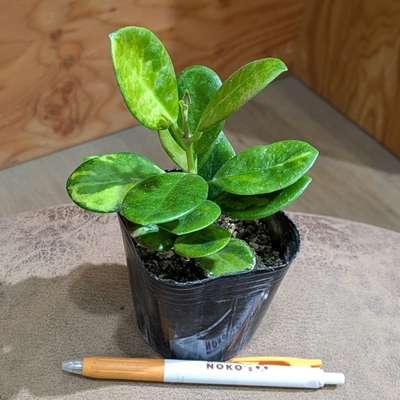 ホヤ オーストラリスリサバリエガータ ３号 グリーンベルさん産