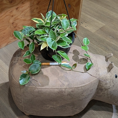 ホヤ カルノーサリップカラー ６号