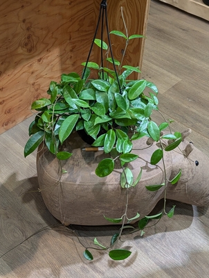 ホヤ A６号 ◎現品販売◎ 