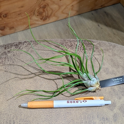 チランジア ブルボーサ