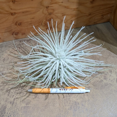 チランジア テクトラムXXL