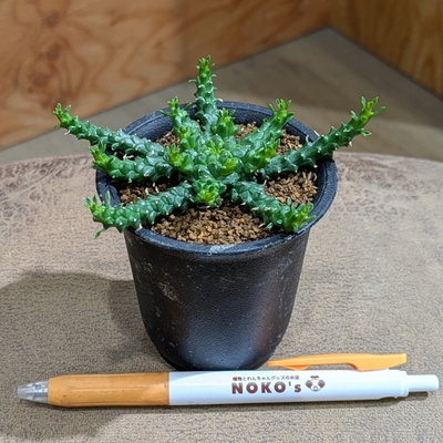 ユーフォルビア ゴルゴニス ２.５号 