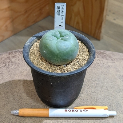 ロフォフォラ デュフューザ ３号