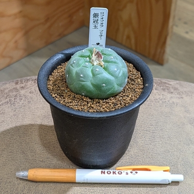 ロフォフォラ フリチー ３号