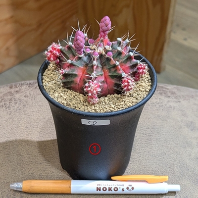 サボテン 緋牡丹錦 ①３号 ◎現品販売