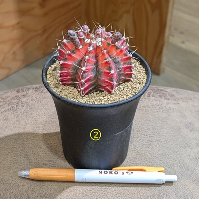サボテン 緋牡丹錦 ②３号 ◎現品販売