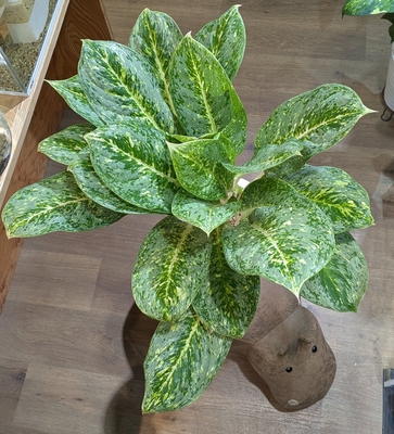 アグラオネマ ビクトリー ７号 ◎現品販売◎