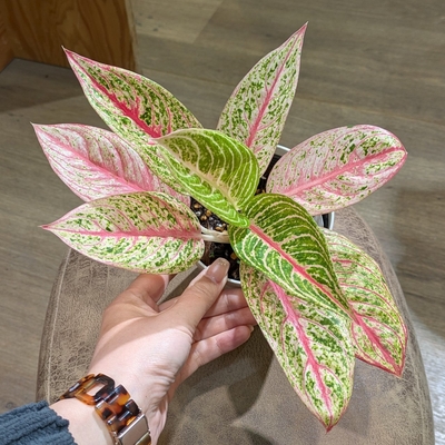 アグラオネマ レガシー ３.５号