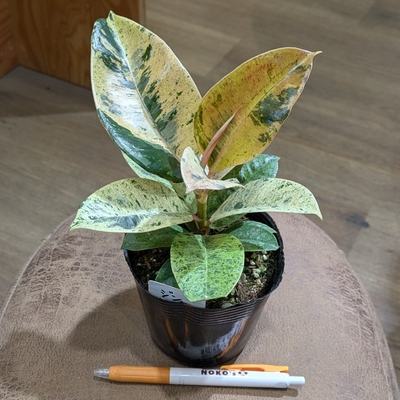 フィカス ジン ３.５号 