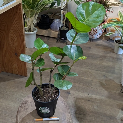 シーグレープ ５号 ◎現品販売◎