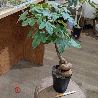 ブラキキトン ビドウィリー ５号 ① ◎現品販売◎