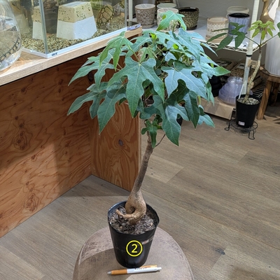 ブラキキトン ビドウィリー ５号 ② ◎現品販売◎