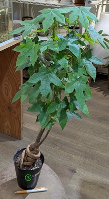 ブラキキトン ビドウィリー ５号 ③ ◎現品販売◎