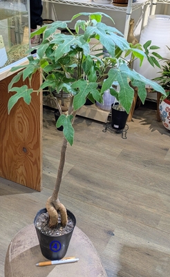 ブラキキトン ビドウィリー ５号 ④ ◎現品販売◎