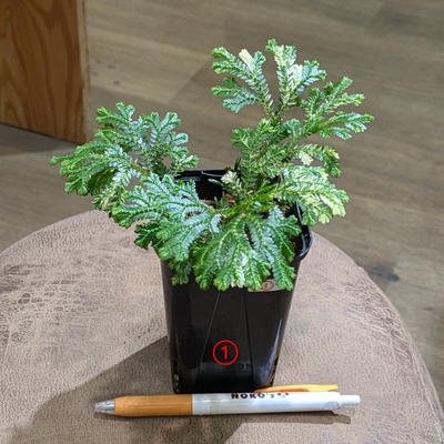 セラギネラ 斑入り ３号 ① ◎現品販売◎ アーバンジャングルさん産