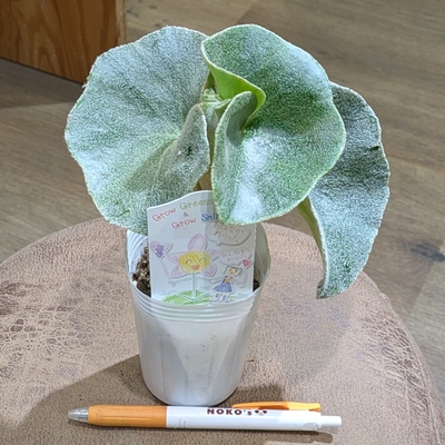 ベゴニア ベノーサ ２.５号