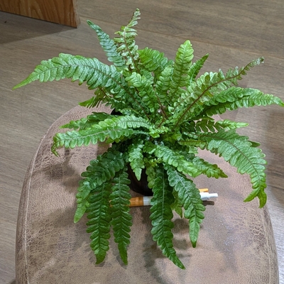 【シダ植物です✨】ドゥーディアメディア ３.５号