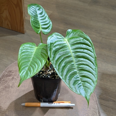 アンスリウム ベイチー ３号