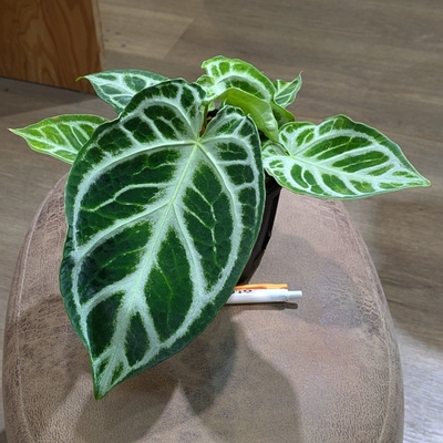 アンスリウム クリスタリナム ４号