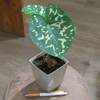 アロカシア ヒロビューティー ３.５号 