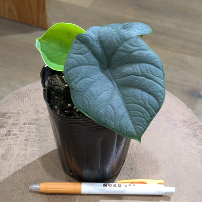 アロカシア チャイ ３号 