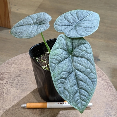 アロカシア メロ ３号