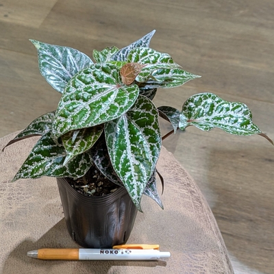 ピペル ピンクｓｐ ３号